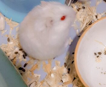 Elite_hamster