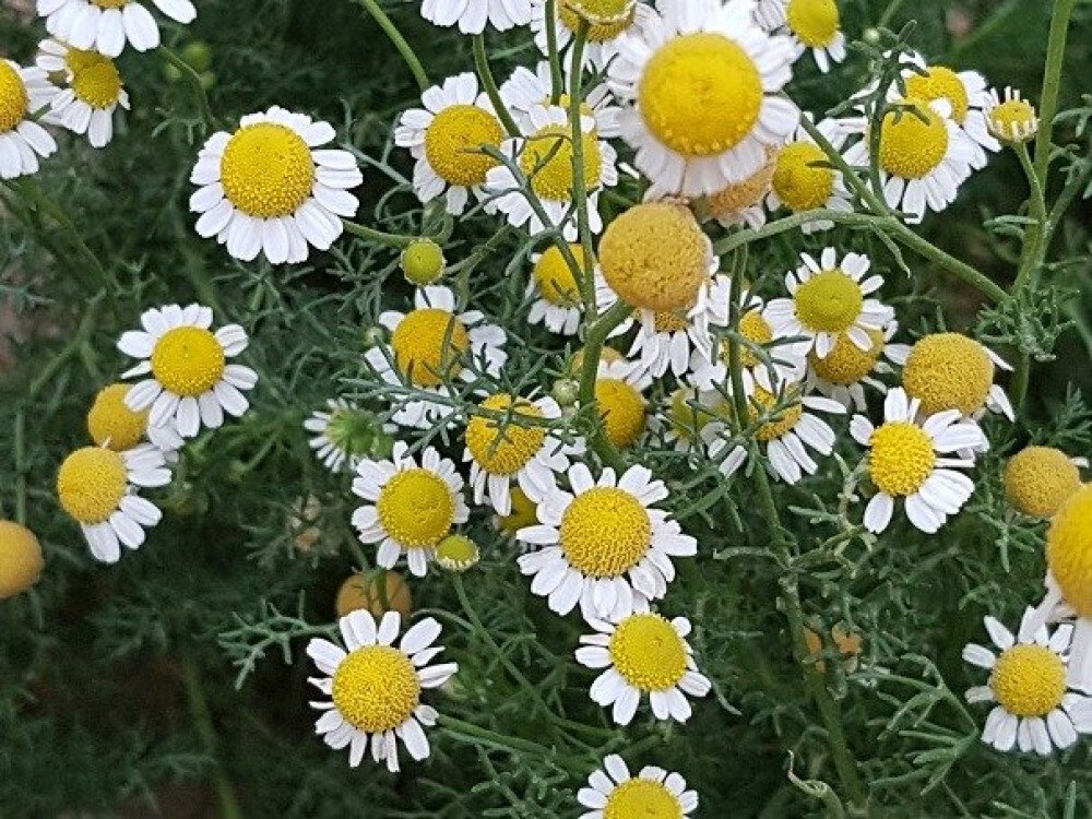 بذور صحارينا