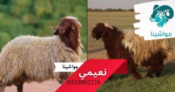متجر مواشينا الالكتروني