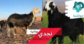 متجر مواشينا الالكتروني