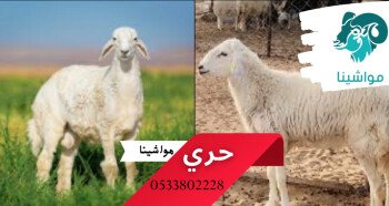 متجر مواشينا الالكتروني