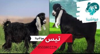 متجر مواشينا الالكتروني