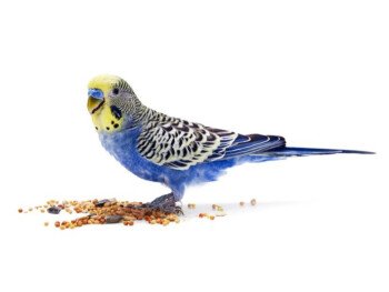 رٰكْنـ بِيِتَ الطيور