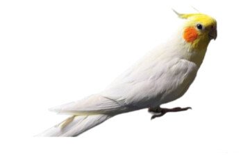 رٰكْنـ بِيِتَ الطيور