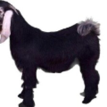 أبو مساعد للذبائح