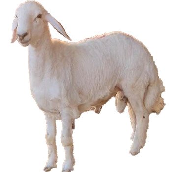 مؤسسة محمد المالكي للإعاشة