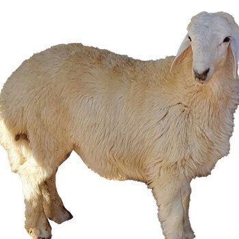 مؤسسة محمد المالكي للإعاشة