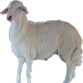 مؤسسة محمد المالكي للإعاشة