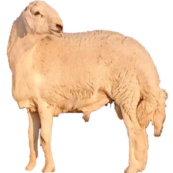 مؤسسة محمد المالكي للإعاشة