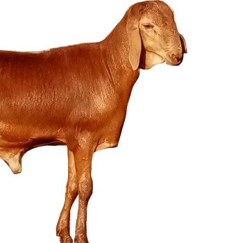 مؤسسة محمد المالكي للإعاشة