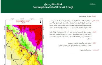 بذور المملكة