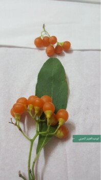بذور المملكة