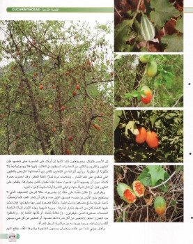 بذور المملكة