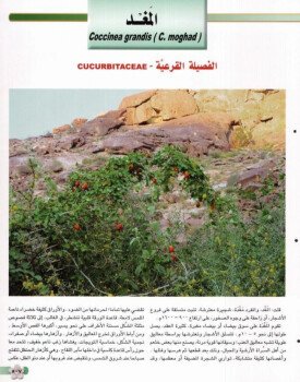 بذور المملكة