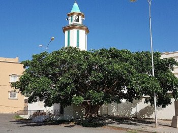 بذور المملكة