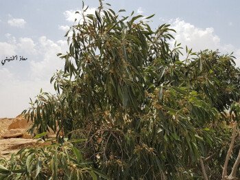 بذور المملكة