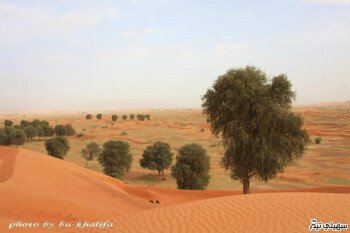 بذور المملكة