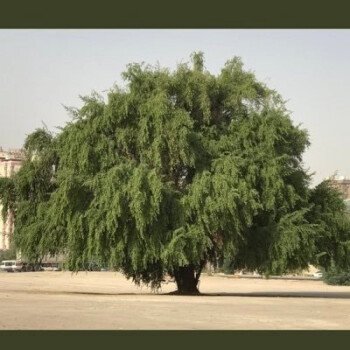 بذور المملكة