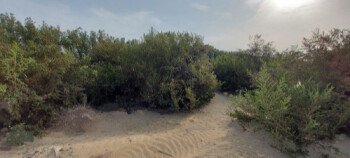 بذور المملكة