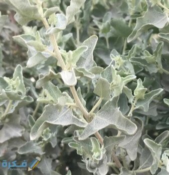 بذور المملكة