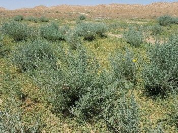 بذور المملكة