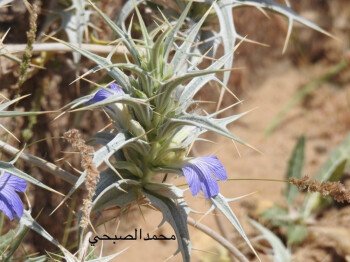 بذور المملكة