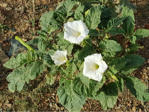 Datura 30 Datura 30