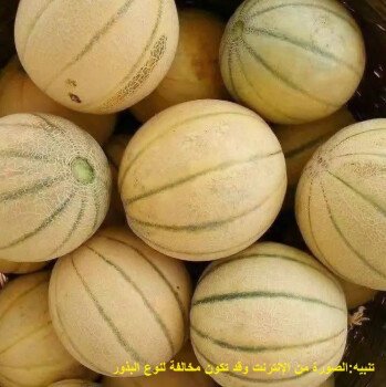 بذور المملكة
