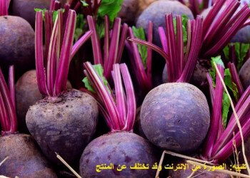 بذور المملكة