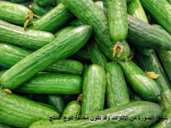 بذور المملكة