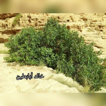 بذور المملكة