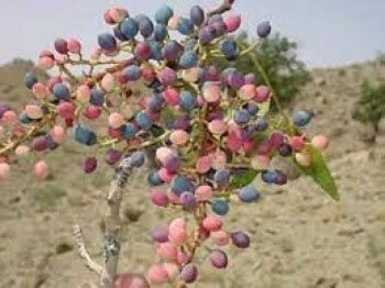 بذور المملكة