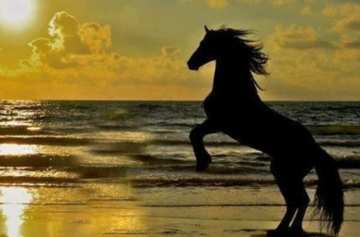 🐴هب الريح
