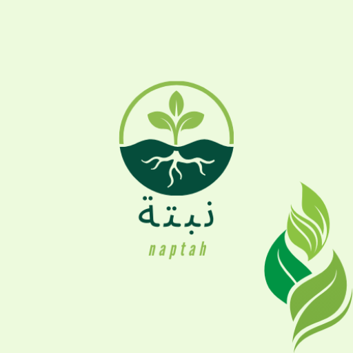 نبتة